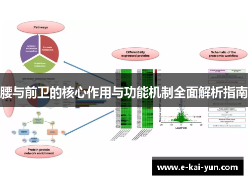 腰与前卫的核心作用与功能机制全面解析指南
